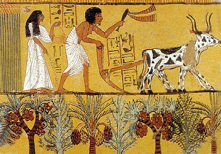 rolnictwo w Egipcie